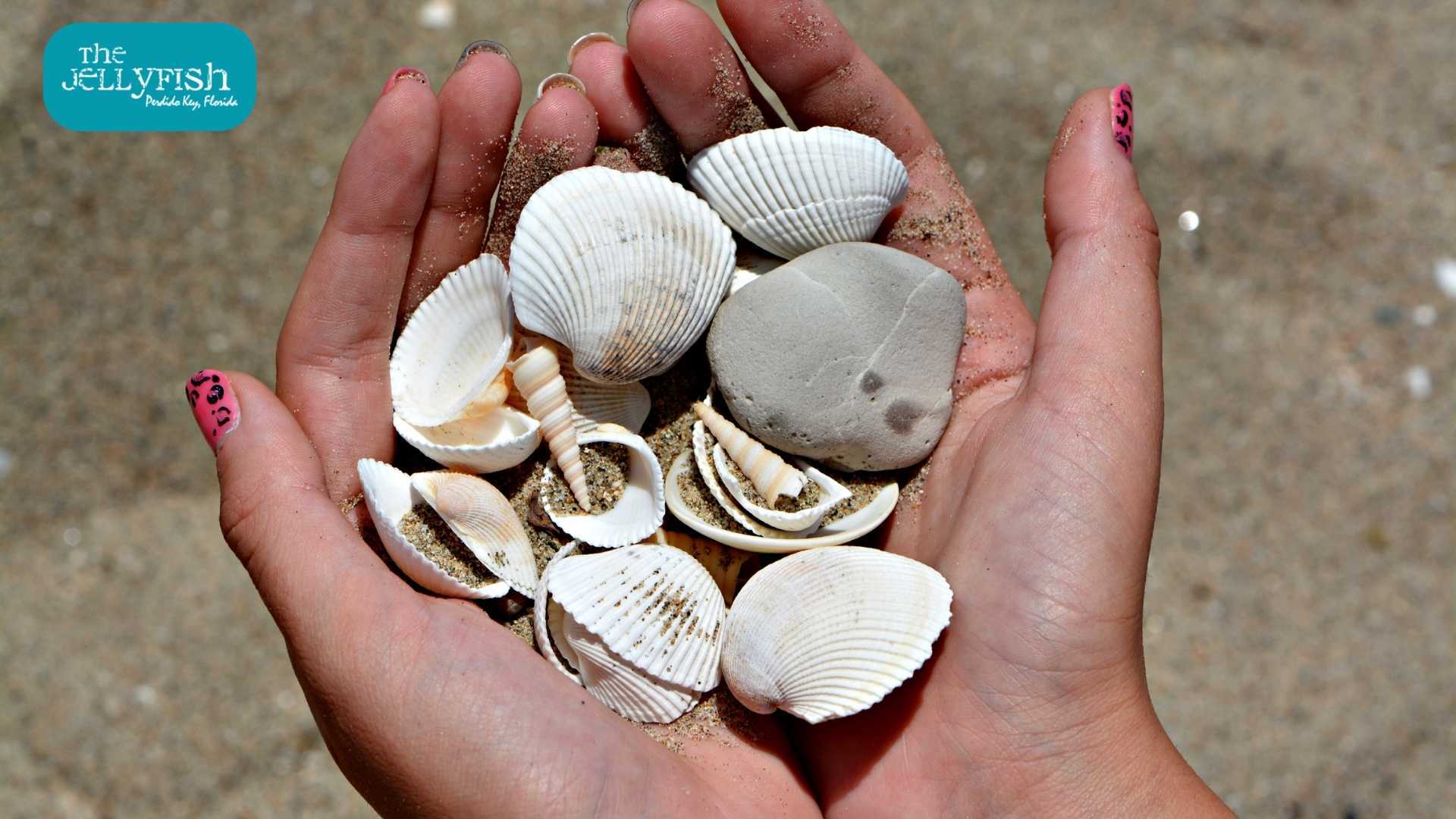 Go Shelling On Johnson Beach
