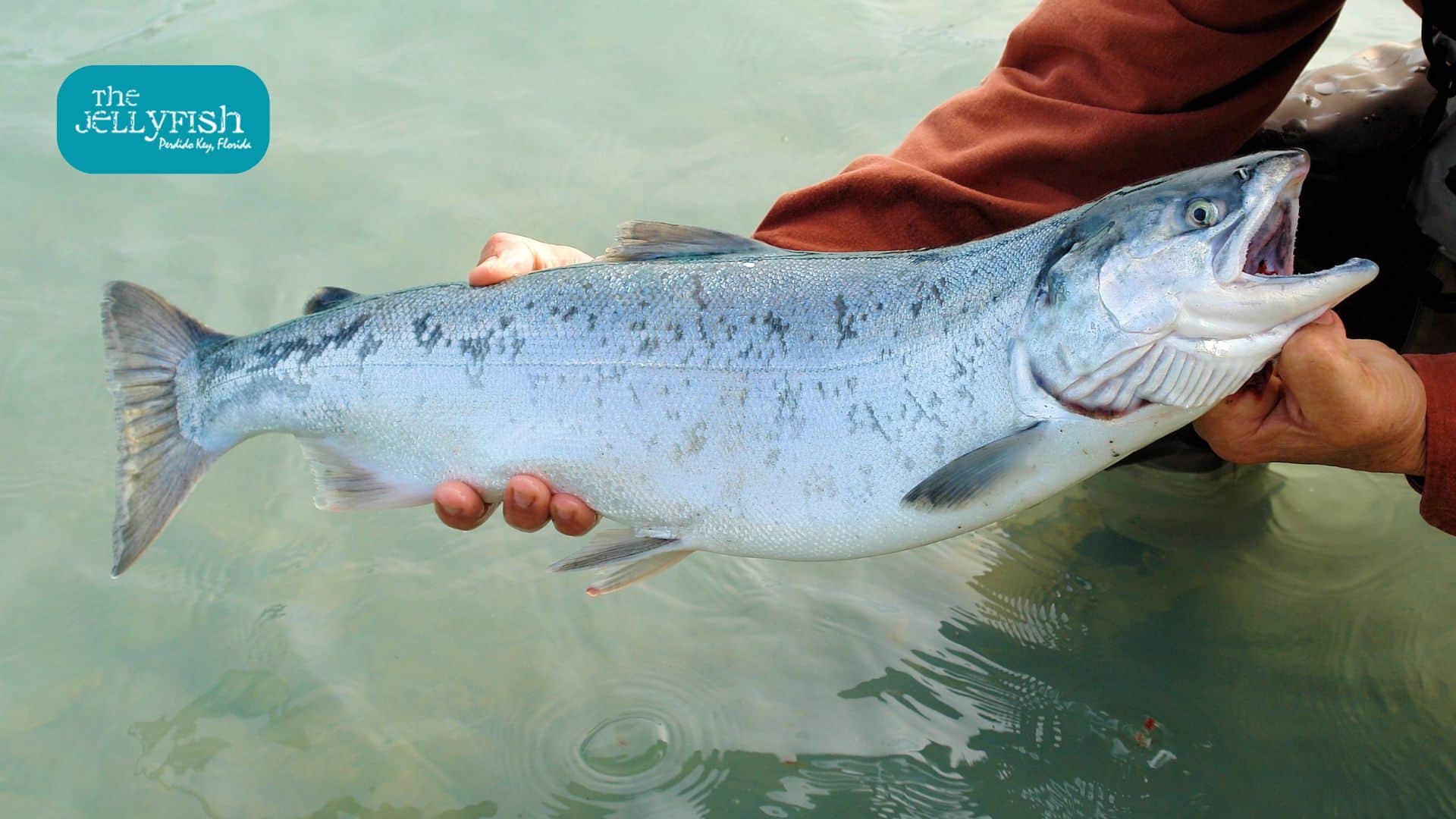 Tuna fish in perdido