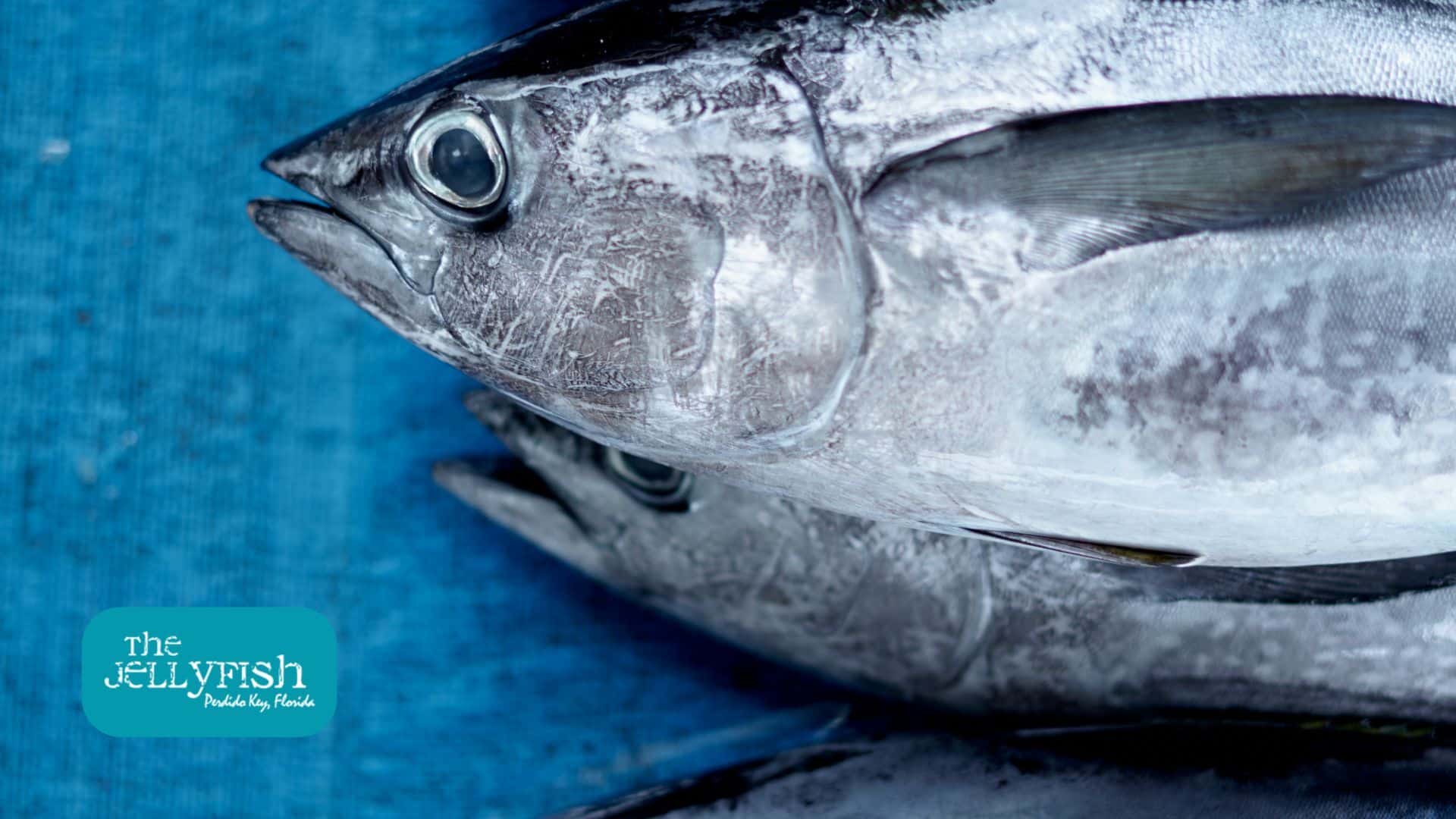 king mackerel in perdido